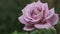 Pale lavender rose in spring