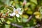 Pale leaved serviceberry Amelanchier utahensis wildflowers blooming in Yosemite National Park in summer, Sierra Nevada mountains