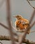 Pale-legged Hornero bird