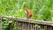 Pale-legged hornero on a fence