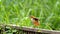 Pale-legged hornero on a fence