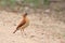 Pale-legged Hornero (Furnarius leucopus) perched on a muddy road