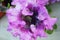 Pale lilac flower petunia close-up