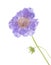 Pale lilac garden Scabiosa