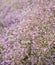 Pale lilac limonium