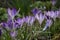 Pale lilac purple crocus flowers, Crocus tommasinianus, Lilac Beauty, blooming in Shropshire, UK, close-up, side view