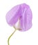 Pale lilac sweet pea