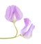 Pale lilac sweet pea