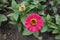 Pale magenta-colored flower head of Zinnia elegans