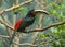 Pale-mandibled Aracari