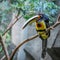 Pale-Mandibled Aracari Bird on Branch