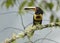 Pale-mandibled Aracari perched on a branch in a cloud forest - Tandayapa, Ecuador