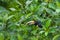 Pale-Mandibled Aracari Toucan