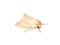 Pale moth Common wainscot Mythimna pallens