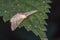 Pale mullein wave Scopula incanata