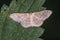 Pale mullein wave Scopula incanata