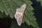 Pale mullein wave Scopula incanata