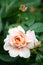 Pale orange apricot rose flower in bloom with a rosebud