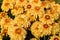 Pale orange chrysanthemum flowers