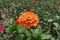 Pale orange flowerhead of Zinnia elegans