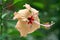 Pale orange hibiscus