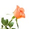 Pale orange rose