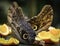 Pale Owl Butterflies eating fruit