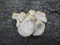 The Pale Oyster (Pleurotus pulmonarius) is an edible mushroom