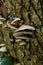 The Pale Oyster Pleurotus pulmonarius is an edible mushroom , stacked macro photo