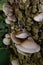The Pale Oyster Pleurotus pulmonarius is an edible mushroom , stacked macro photo