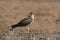 Pale or Pallid Harrier Female, Circus macrourus, Kolhapur, Maharashtra