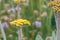 Pale paper daisy Helichrysum pallidum, golden yellow flower