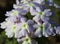 Pale Pastel Lavender Verbena Covered With Dew