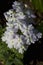 Pale Pastel Lavender Verbena Covered With Dew