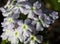 Pale Pastel Lavender Verbena Covered With Dew