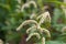 Pale persicaria, Persicaria lapathifolia