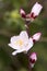 Pale pink almond flower
