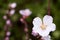 Pale pink almond flower