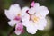 Pale pink almond flower