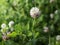 Pale pink alsike clover blooming