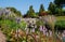 Pale pink Bistort flowers growing by the stream at the RHS Wisley garden in Surrey, UK. Bridge covered in wisterial flowers behind