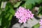 Pale pink candytuft flower in rock garden