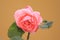 Pale pink coloured rose in a plant