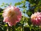 Pale Pink Dahlia at Monet Garden