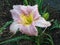 Pale Pink Day Lilly