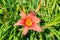 Pale pink daylilies flowers or Hemerocallis. Daylilies on green leaves background. Flower beds with flowers in garden.
