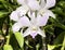 Pale pink dendrobium orchid flowers, outdoor