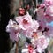 Pale pink double blooms of Flowering Plum Tree.