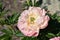 Pale Pink Double Peony Flowering and Blooming