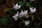 Pale pink flower of the Cyclamen hederifolium